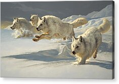 Arctic Wolf Acrylic Prints