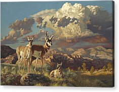 Pronghorn Acrylic Prints