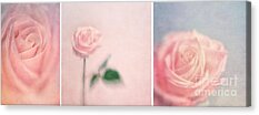 Roses Acrylic Prints