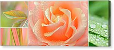 Rose Garden Acrylic Prints
