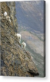 Arctic National Wildlife Refuge Acrylic Prints