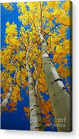 Tallest Paintings Acrylic Prints