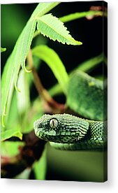 Stock photo of Variable bush viper (Atheris squamigera) portrait, endemic  to west and. Available for sale on