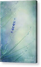 Lavender Blossoms Acrylic Prints