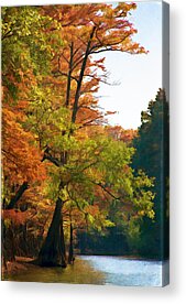 Big Cypress Swamp Acrylic Prints