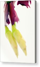 Schlumbergera Bridgesii Acrylic Prints