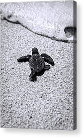 Baby Sea Turtle Acrylic Prints