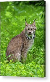 Canada Lynx Acrylic Prints