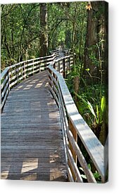 Corkscrew Swamp Sanctuary Acrylic Prints