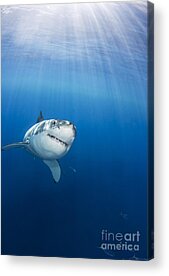 Great White Sharks Acrylic Prints