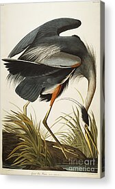 Stork Acrylic Prints