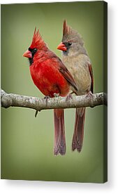 Female Northern Cardinal Acrylic Prints
