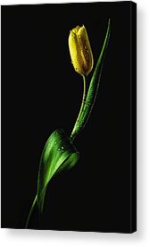 Tulips Acrylic Prints