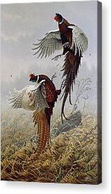 Fighting Birds Acrylic Prints