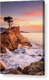 Lone Cypress Acrylic Prints