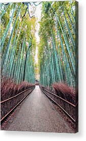 Sagano Bamboo Forest Acrylic Prints