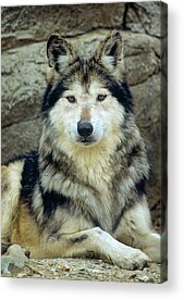 Mexican Gray Wolves Acrylic Prints
