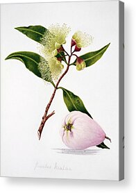 Syzygium Malaccense Acrylic Prints