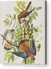 American Tree Sparrow Acrylic Prints
