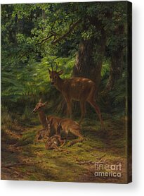 Nursing Deer Acrylic Prints