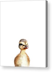 Mallard Duck Acrylic Prints