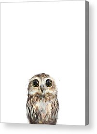 Baby Animal Heads: Amy Hamilton Acrylic Prints