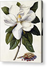 Botanical Acrylic Prints