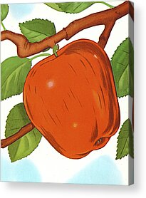 Apple Tree Drawings Acrylic Prints