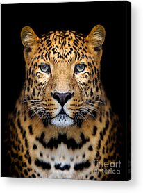 Leopard Acrylic Prints