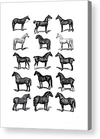 Horse Breeding Acrylic Prints