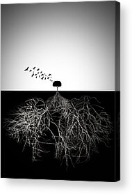 Tree Roots Acrylic Prints