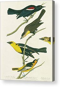 Tricolored Blackbird Acrylic Prints