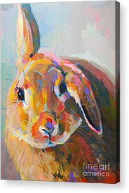 Lop Rabbit Acrylic Prints