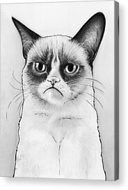 Cat Portraits Drawings Acrylic Prints