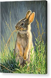 Rabbits Acrylic Prints