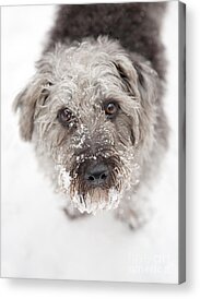 Scruffy Dog Acrylic Prints