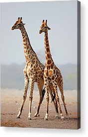 Giraffa Acrylic Prints