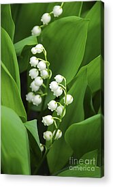 Designs Similar to Lily-of-the-valley 