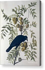 Crows Nest Acrylic Prints