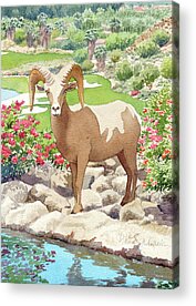 Desert Bighorn Sheep Acrylic Prints