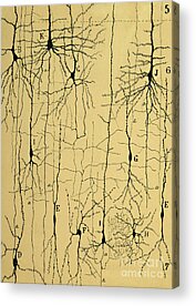 Brain Structure Acrylic Prints