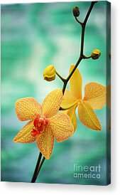 Orchid Acrylic Prints