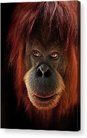 Orangutan Acrylic Prints