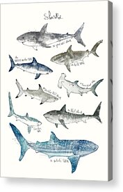 Sharks Acrylic Prints