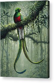 Quetzals Acrylic Prints