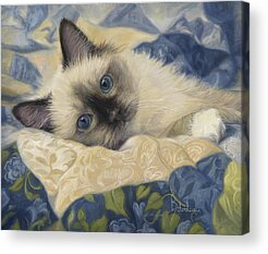 Ragdoll Cat Acrylic Prints
