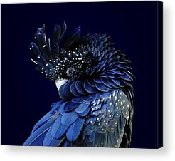 Australian Wildlife Acrylic Prints