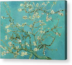 Flowering Almond Acrylic Prints