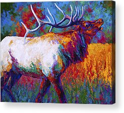 Bull Elk Acrylic Prints