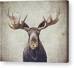 Moose Acrylic Prints